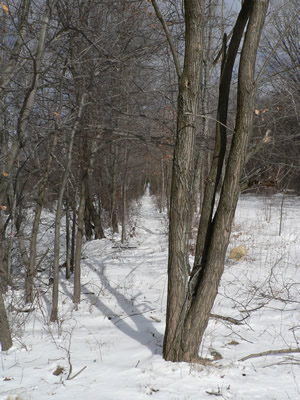 Glen Ave. Chelmsford