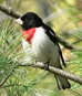 Rose Breasted Grosbeak at Phase 1 section of the trail in Chelmsford